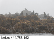 Морские котики на скалах и в воде. Курильские острова. Стоковое фото, фотограф Николай Гернет / Фотобанк Лори