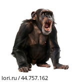 Chimpanzee roaring isolated on transparent background. Стоковое AI-изображение, AI-художник Иван Рябоконь / Фотобанк Лори