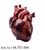 Realistic human heart model isolated on transparent background. Стоковое AI-изображение, AI-художник Иван Рябоконь / Фотобанк Лори