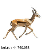 Thomson's gazelle running on white background, side view. Стоковое AI-изображение, AI-художник Иван Рябоконь / Фотобанк Лори