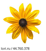 Yellow rudbeckia hirta flower blooming isolated on white background. Стоковое AI-изображение, AI-художник Иван Рябоконь / Фотобанк Лори