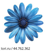 Blue osteospermum flower blooming showing petals and stamen. Стоковое AI-изображение, AI-художник Иван Рябоконь / Фотобанк Лори