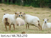 The herd of Basque sheeps (species latcha) resting in the summer sunny day on the pasture. Meadow near farm in Basque Autonomous Community / Basque country in summer day. Environmentally friendly land. Стоковое фото, фотограф YuryKara / Фотобанк Лори