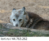 Portrait of a Canadian wolf. The strength and power of wildlife in the eyes of a wild beast. Concepts of courage, confidence, independence, freedom. Natural light. Стоковое фото, фотограф YuryKara / Фотобанк Лори