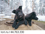 Funny stray dogs in winter. Стоковое фото, фотограф YuryKara / Фотобанк Лори