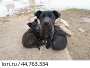 Funny stray dogs in winter forest. Стоковое фото, фотограф YuryKara / Фотобанк Лори