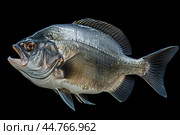 Piranha fish (Pygocentrus nattereri) close up. Стоковое AI-изображение, AI-художник Veniamin Kraskov / Фотобанк Лори