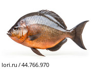 Piranha fish (Pygocentrus nattereri) close up. Стоковое AI-изображение, AI-художник Veniamin Kraskov / Фотобанк Лори