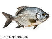 Piranha fish (Pygocentrus nattereri) close up. Стоковое AI-изображение, AI-художник Veniamin Kraskov / Фотобанк Лори