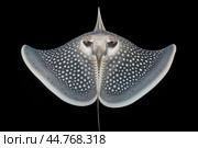 Shark ray fish close-up. Стоковое AI-изображение, AI-художник Veniamin Kraskov / Фотобанк Лори