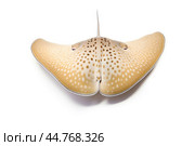 Shark ray fish close-up. Стоковое AI-изображение, AI-художник Veniamin Kraskov / Фотобанк Лори