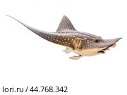 Shark ray fish close-up. Стоковое AI-изображение, AI-художник Veniamin Kraskov / Фотобанк Лори