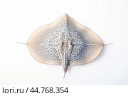 Shark ray fish close-up. Стоковое AI-изображение, AI-художник Veniamin Kraskov / Фотобанк Лори