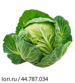 Fresh green cabbage with intact outer leaves isolated on white background. Стоковое AI-изображение, AI-художник Иван Рябоконь / Фотобанк Лори