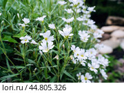 White flowers of Stellaria holostea closeup. Stellaria holostea, the addersmeat or greater stitchwort, is a perennial herbaceous flowering plant in the carnation family Caryophyllaceae. Стоковое фото, фотограф Оксана Медведева / Фотобанк Лори