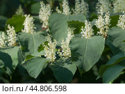Reynoutria Sakhalin flowers in an autumh park. Стоковое фото, фотограф Александр Курлович / Фотобанк Лори