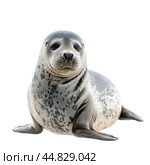 Curious harbor seal relaxing on white background. Стоковое AI-изображение, AI-художник Иван Рябоконь / Фотобанк Лори