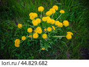 Group of dandelions growing wild in green grass. Стоковое фото, фотограф Mikhail Davidovich / Фотобанк Лори