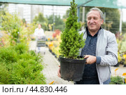 Happy mature male buyer in casual wear holding pot with Cupressus Goldcrest Wilma in outdoor plant market. Стоковое фото, фотограф Татьяна Яцевич / Фотобанк Лори
