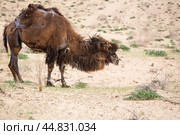 View of camels in the Kyzylkum desert (2022 год). Стоковое фото, фотограф Юлия Белоусова / Фотобанк Лори