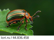 Colorado potato beetle standing on a potato leaf. Стоковое AI-изображение, AI-художник Иван Рябоконь / Фотобанк Лори