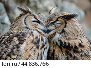 Two beautiful eagle owls showing affection by rubbing heads. Стоковое AI-изображение, AI-художник Иван Рябоконь / Фотобанк Лори