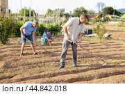 Man amateur gardener hoeing soil in vegetable bed in summertime. Стоковое фото, фотограф Яков Филимонов / Фотобанк Лори