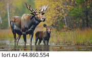 Moose family standing together in a shallow pond amidst autumn foliage. Стоковое AI-видео, аниматор Юрий Поздников / Фотобанк Лори
