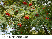 Рябина обыкновенная (лат. Sorbus aucuparia ) осенним днем. Стоковое фото, фотограф Елена Коромыслова / Фотобанк Лори
