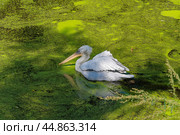Пеликан на пруду. Стоковое фото, фотограф MК / Фотобанк Лори
