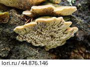 Гименофор (часть гриба со спорами) Стоковое фото, фотограф Василий Быстрицкий / Фотобанк Лори
