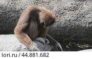 Gibbons. Стоковое видео, видеограф Ilaronsia / Фотобанк Лори