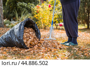 A bunch of autumn leaves and a woman is doing a general cleaning in the garden. In autumn, people clean the lawn of dry leaves. Gardening. Garden cleaning. Стоковое фото, фотограф Photojuli / Фотобанк Лори
