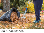 A bunch of autumn leaves and a woman is doing a general cleaning in the garden. In autumn, people clean the lawn of dry leaves. Gardening. Garden cleaning. Стоковое фото, фотограф Photojuli / Фотобанк Лори