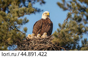 Adult bald eagle standing guard over young eaglets in nest. Стоковое AI-изображение, AI-художник Юрий Поздников / Фотобанк Лори