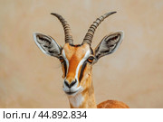 Thomson's gazelle standing and looking at camera in natural habitat. Стоковое AI-изображение, AI-художник Иван Рябоконь / Фотобанк Лори