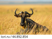 Blue wildebeest resting in tall golden grass. Стоковое AI-изображение, AI-художник Иван Рябоконь / Фотобанк Лори