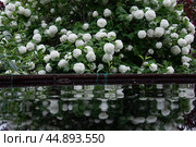 Цветущая калина Бульдонеж отражается в воде. Стоковое фото, фотограф Дмитрий Петров / Фотобанк Лори