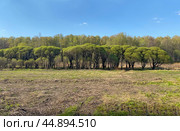 Пейзаж с зарослями ивы ломкой (Salix fragilis) весной. Стоковое фото, фотограф Мария Кылосова / Фотобанк Лори