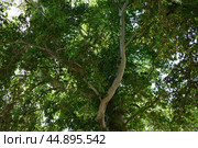 Shahrisabz in Uzbekistan. Platanus orientalis or сhinar tree in Dorus-Saodat. Стоковое фото, фотограф Знаменский Олег / Фотобанк Лори