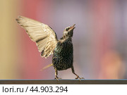 Photography of taking off  starling in summer day. Theme of birdwatching and beauty of nature. Стоковое фото, фотограф YuryKara / Фотобанк Лори