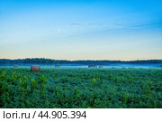 Рулоны сена в заросшем поле после ночных заморозков. Стоковое фото, фотограф Илья Старков / Фотобанк Лори