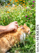 The owner of the animal drips drops from fleas on the withers of his ginger cat. Prevention and treatment of parasites in animals. Стоковое фото, фотограф Коханова Наталья / Фотобанк Лори