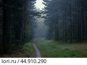 Тропинка в туманном лесу (2021 год). Редакционное фото, фотограф Илья Юрукин / Фотобанк Лори