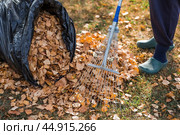 A bunch of autumn leaves and a woman is doing a general cleaning in the garden. In autumn, people clean the lawn of dry leaves. Gardening. Garden cleaning. Стоковое фото, фотограф Photojuli / Фотобанк Лори