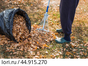 A bunch of autumn leaves and a woman is doing a general cleaning in the garden. In autumn, people clean the lawn of dry leaves. Gardening. Garden cleaning. Стоковое фото, фотограф Photojuli / Фотобанк Лори