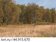 Beautiful autumn landscape. Russian nature and culture. Background of birch trees, wood texture. Birch with falling leaves in late autumn. Стоковое фото, фотограф Photojuli / Фотобанк Лори