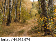 Beautiful autumn landscape. Russian nature and culture. Background of birch trees, wood texture. Birch with falling leaves in late autumn. Стоковое фото, фотограф Photojuli / Фотобанк Лори