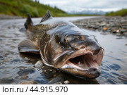 Large dolly varden char being released back into alaskan river. Стоковое AI-изображение, AI-художник Иван Рябоконь / Фотобанк Лори