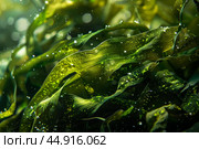 Sun beams shining through a dense underwater kelp forest. Стоковое AI-изображение, AI-художник Иван Рябоконь / Фотобанк Лори